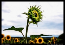 Larry-Parker-Flower-of-the-Sun