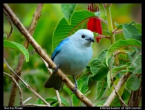 Michele-Sweeters-Blue-Gray-Tanager