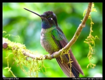 Michele-Sweeters-Hummingbird-at-Rest
