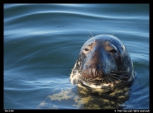 Trish-Hale-Sea-Lion