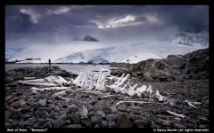 Best-of-Show-Boneyard-by-Nancy-Munier