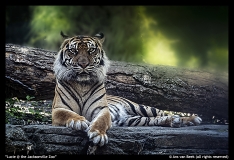 Lucie-at-the-Jacksonville-Zoo-by-Ans-van-Beek