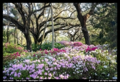 MA-Sea-of-Color-Washington-Oaks-by-Will-Abair