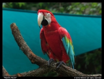 Majestic-Macaw-by-Sylvia-Rohmer