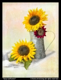 Sassy-Sunflowers-by-Donna-Armstrong