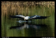 Swallow-Tail-Kite-by-Will-Abair