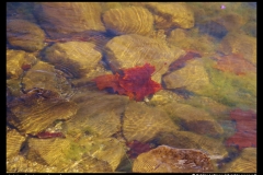 3rd-Debbie LeCrone-Underwater Beauty