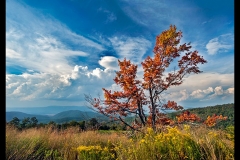 Best-of-Show-Larry Parker-Mountain Tree