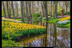 HM-Adelet Kegley-De Keukenhof NL tulips