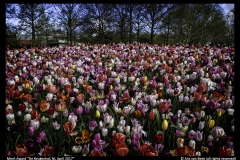 MA-Ans van Beek-De Keukenhof, NL-April 2017