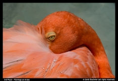 2nd-Sandi Blackmer-Flamingo on Aruba