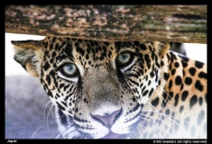 Bill Sweeters-Jaguar