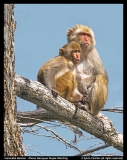 HM-Sylvia Camille-Rhesus Macaques People Watching