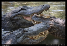 ⁬Michele-Sweeters-Laughing-Gators