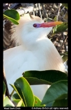 Anthony-Ehrlich-Wood-Stork-Chick