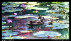 Doris-Boyden-Springtime-on-the-Pond