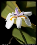 Judy-Schutz-Dietes-Wild-Iris