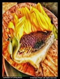 Kathleen-Pruett-Sunflower-on-Cutting-Board