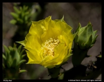 Michael-Kevin-Johnson-Prickly-Pear