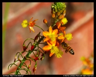 3rd-place-Bee-in-the-Bulbine-by-Donna-Lovelace-Flora