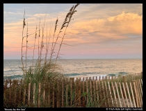 Beauty-by-the-Sea-Trish-Hale