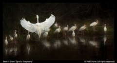 Best-of-Show-Egrets-Symphony-Vicki-Payne