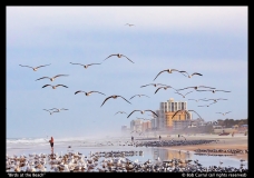 Birds-on-the-Beach-Bob-Currul