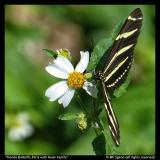 Florida-Butterfly-Flirts-with-Aster-Family-Bill-Speno
