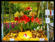 HM-Keukenhof-Market-Paul-Johnson