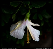 MA-Dancing-in-the-Rain-Neala-McCarten