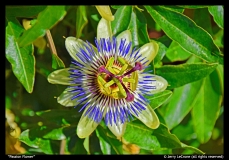 Passionflower-Jerry-LeCrone