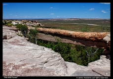 Petrified-Forest-James-Hoolsema