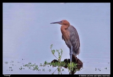 Debbie-LeCrone-Fishing