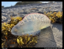 Janet-Bernardini-Man-o-War