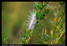 MA-Caterpillar-with-Dew-Drops-by-Jerry-LeCrone