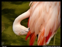 Michele-Sweeters-Flamingo