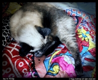 Day-10-Peggy-Goldtrap