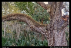 Ronn-Orenstein-Fairchild-Oak