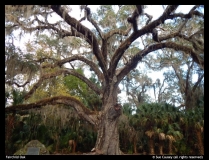 Sue-Causey-Fairchild-Oak