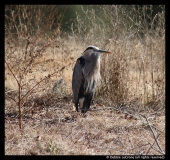 Debbie-LeCrone-Bird