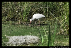 Jeanne-Figurelli-Bird