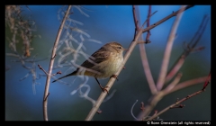 Ronn-Orenstein-Bird