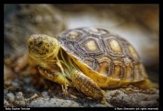 Baby Gopher Tortoise