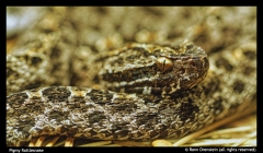 Pigmy Rattlesnake