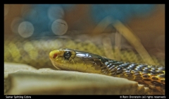 Samar Spitting Cobra