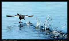 1st place-Skip Lowery-Cormorant on the Take-off