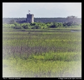 Peggy Goldtrap-day11-Matanzas Savannah