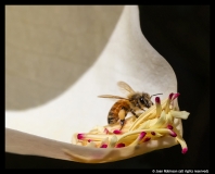 Joan Robinson-Bee on Magnolia Flower