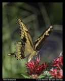 Joan-Robinson-Yellow Swallowtail
