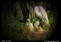 Karen Botvin-Alligator Farm Babies